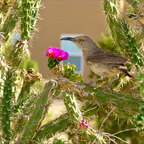 bassoon onlyfans leaked picture 1