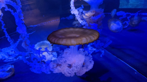 butter.flies (Butter Flies) OnlyFans Leaked Pictures and Videos