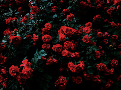 rabbithabits onlyfans leaked picture 2